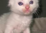 Star - Ragdoll Kitten For Sale - Glens Falls&comma; NY&comma; US
