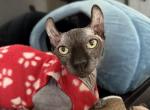 Dwelf sphynx bambino - Bambino Cat For Sale - Miami&comma; FL&comma; US