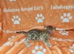 Dark pink - Bengal Kitten For Sale - Tallahassee&comma; FL&comma; US