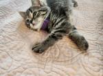 Rainy - Ragdoll Cat For Adoption - Oak Grove&comma; MN&comma; US