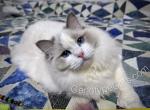 Aurora - Ragdoll Cat For Sale - Tuscaloosa&comma; AL&comma; US