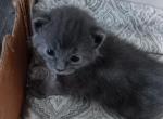 Aruba 20 toe QuadPoly Maine Coonish - Polydactyl Kitten For Sale - WI&comma; US