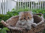 Heidi - British Shorthair Cat For Sale - Vancouver&comma; WA&comma; US