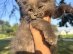 Stormy - Maine Coon Cat For Sale - Kansas City&comma; MO&comma; US