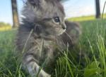 Scout - Maine Coon Cat For Sale - Kansas City&comma; MO&comma; US