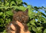 Brownie - Maine Coon Cat For Sale - Kansas City&comma; MO&comma; US