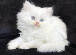 Casper - Persian Kitten For Sale - Callahan&comma; FL&comma; US