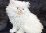 Kaitlyn - Persian Kitten For Sale - Callahan&comma; FL&comma; US
