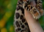 Sahara - Savannah Cat For Sale - Los Angeles&comma; CA&comma; US