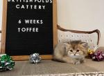 Toffee - British Shorthair Kitten For Sale - Puyallup&comma; WA&comma; US