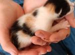 Pearl 20 toe Polydactyl Calico Firecracker - Polydactyl Kitten For Sale - WI&comma; US