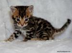 Open inquiries for upcoming Bengal litter - Bengal Kitten For Sale - Lockport&comma; NY&comma; US