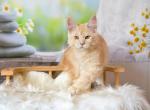 Maine Coone Sultan boy - Maine Coon Cat For Sale - Los Angeles&comma; CA&comma; US