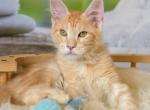 Male Maine Coone Spark - Maine Coon Cat For Sale - Los Angeles&comma; CA&comma; US