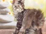 Male Maine Coone Sharon - Maine Coon Cat For Sale - Los Angeles&comma; CA&comma; US