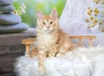 Maine Coone Female Sheila - Maine Coon Cat For Sale - Los Angeles&comma; CA&comma; US