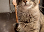 Maine Coon Kittens - Maine Coon Cat For Sale - Wrentham&comma; MA&comma; US