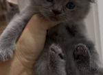 Charlie - Scottish Fold Kitten For Sale - Tampa&comma; FL&comma; US