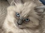 Jasmine - Ragdoll Cat For Sale - Denver&comma; PA&comma; US