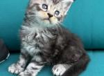 Dahlia - Maine Coon Cat For Sale - Bethlehem&comma; PA&comma; US