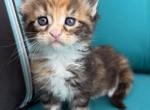 DAISY - Maine Coon Kitten For Sale - Bethlehem&comma; PA&comma; US