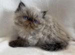 Max - Himalayan Kitten For Sale - Callahan&comma; FL&comma; US