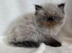 Joey - Himalayan Kitten For Sale - Callahan&comma; FL&comma; US