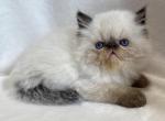 Frankie - Himalayan Kitten For Sale - Callahan&comma; FL&comma; US
