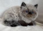 Kai - Himalayan Kitten For Sale - Callahan&comma; FL&comma; US