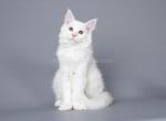 Large girl Daikhokha whole white Maine Coon - Maine Coon Cat For Sale - CA&comma; US