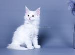 Lolo whole white Maine Coon large baby girl - Maine Coon Cat For Sale - CA&comma; US