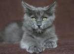 ULAN IZ TVERSKOGO KNYAZHESTVA - Siberian Cat For Sale - NY&comma; US
