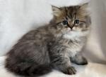 Pixie - Persian Kitten For Sale - Callahan&comma; FL&comma; US