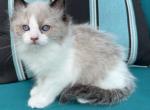 DEXTER - Ragdoll Cat For Sale - Bethlehem&comma; PA&comma; US