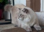 Simba - Siberian Cat For Sale/Retired Breeding - Hollywood&comma; FL&comma; US