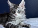 Morpheus Blue Eyes - Maine Coon Cat For Sale - Los Angeles&comma; CA&comma; US