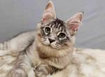 Isabella silver tabby Maine Coon gorgerous girl - Maine Coon Cat For Sale - CA&comma; US