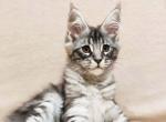 Irbis silver marble classic tabby Maine Coon - Maine Coon Cat For Sale - CA&comma; US