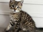 Boy - European Shorthair Kitten For Sale