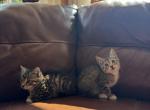 Kittens - European Shorthair Kitten For Sale - MA&comma; US