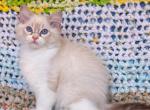 Vincent - Ragdoll Cat For Sale - Pembroke Pines&comma; FL&comma; US