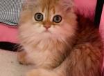 chocola - British Shorthair Cat For Sale - Irvine&comma; CA&comma; US