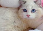 moomba - Ragdoll Cat For Sale - Irvine&comma; CA&comma; US