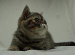 Mabel is fun and an independent playful girl - Exotic Cat For Sale - Bonita Springs&comma; FL&comma; US