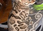 Aegon - Bengal Cat For Sale - Oklahoma City&comma; OK&comma; US