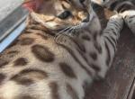 Vhagar - Bengal Cat For Sale - Oklahoma City&comma; OK&comma; US