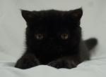 Esther  Solid black Sweetheart - Exotic Cat For Sale - Bonita Springs&comma; FL&comma; US