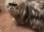 Silver tabby male - Persian Cat For Sale/Retired Breeding - Alameda&comma; CA&comma; US