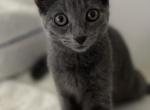 Indigo - Russian Blue Cat For Sale - Rockford&comma; IL&comma; US
