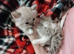 Snow Maine Coon Ragdoll Kittens Now Available - Maine Coon Kitten For Sale - Phoenix&comma; AZ&comma; US